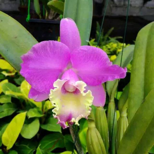 Anggrek cattleya bunga pink lidah kuning/ Bunga anggrek/Anggrek cattleya