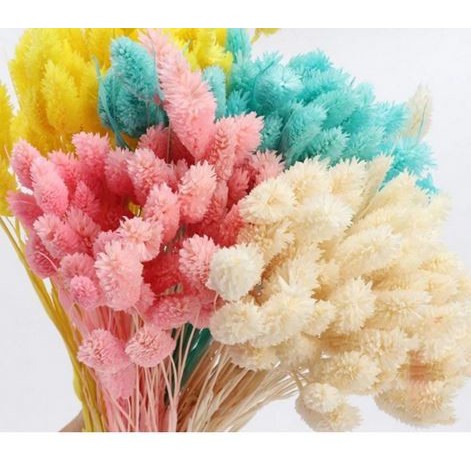 Phalaris Dried Flowers - Bunga Phalaris Kering (1pc)