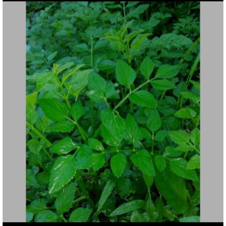 Bibit tespong/lalapan segar tespong