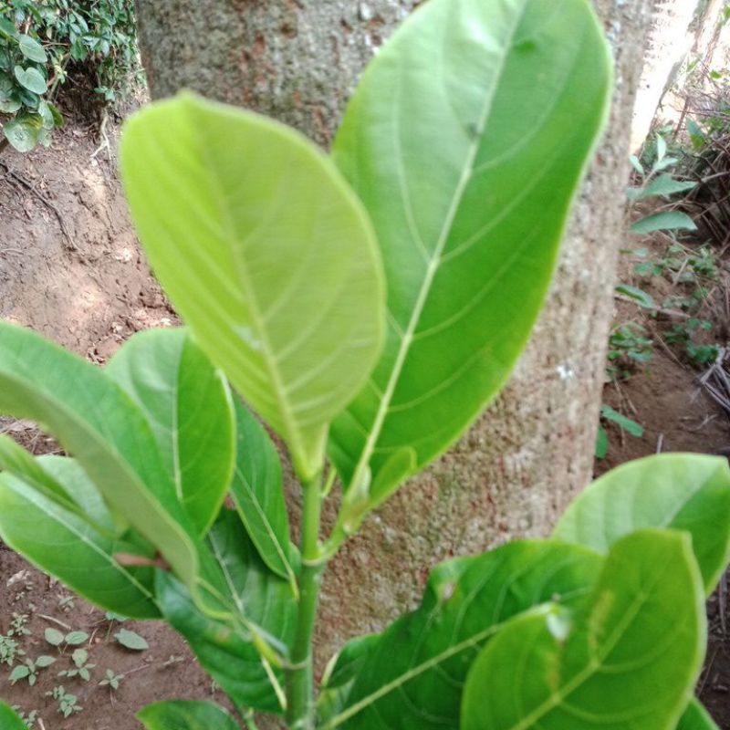 

10 DAUN Buah NANGKA