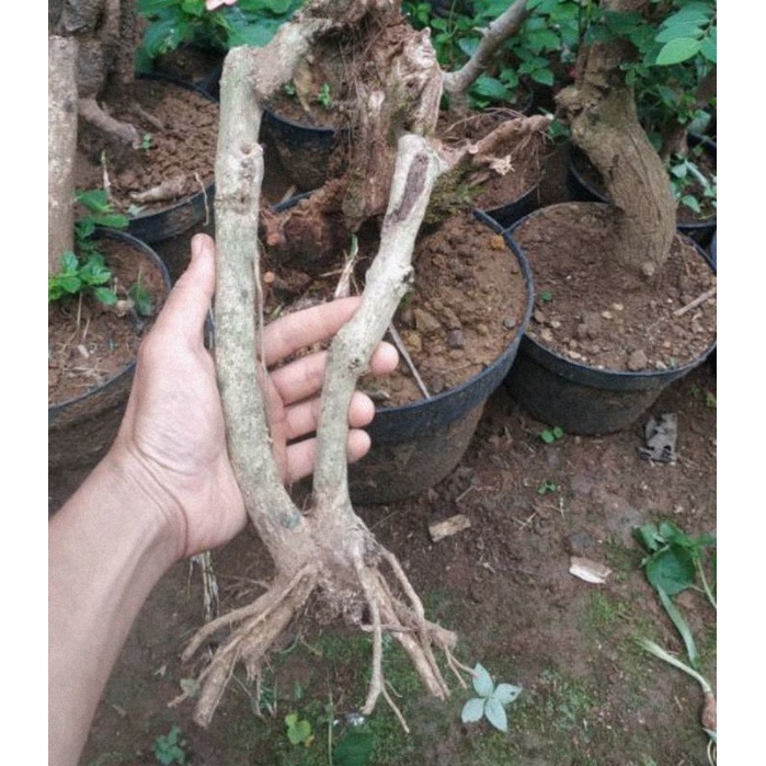 

[Fresh] BAHAN BONSAI SENGGANI / DONGKELAN SENGGANI / BONGGOL SENGGANI