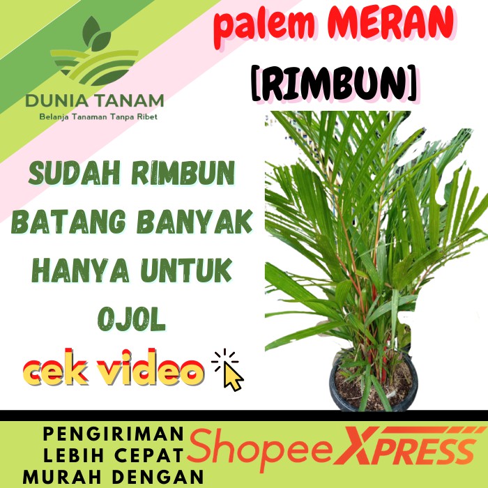 [SUDAH RIMBUN] BIBIT TANAMAN HIAS POHON PALEM MERAH SUPER KOMODOR komodoria Kuning sikas kipas