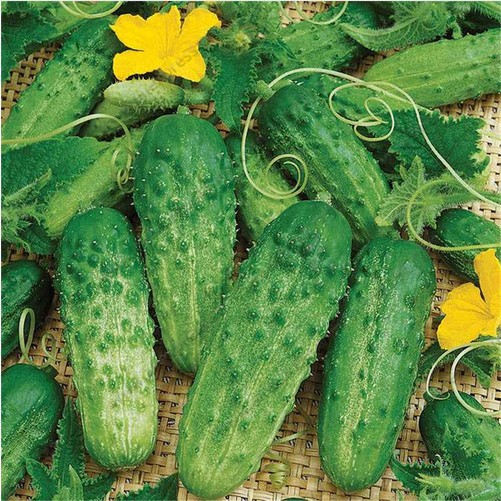 Benih/Biji Timun Mini Jepang (Japanese Cucumber Seeds) Unggulan