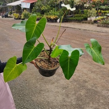 Philodendron ilsemanii