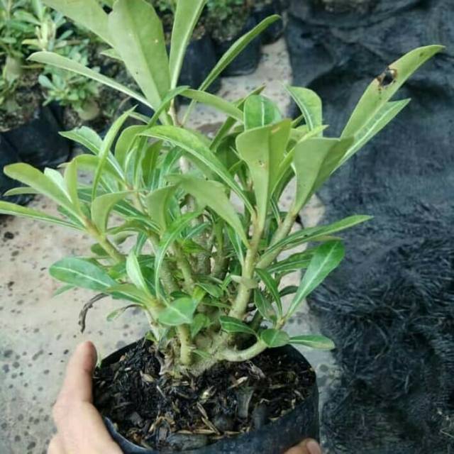 Tanaman hias Kamboja jepang adenium cabang seribu - cabser