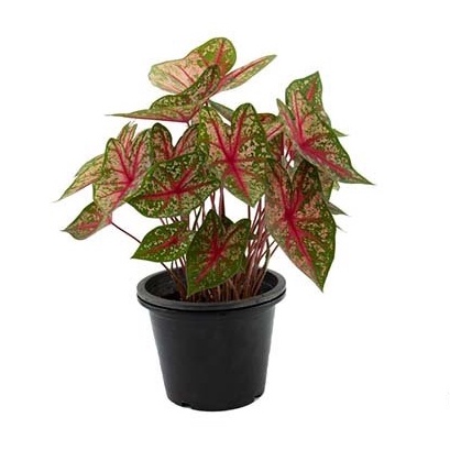 Tanaman hias keladi tricolor - Caladium tricolor - Tanaman Keladi hijau -kembang hidup asli-bunga hi
