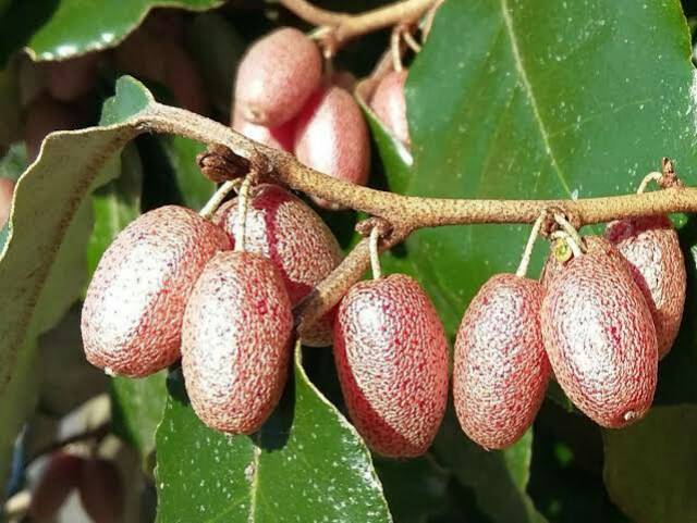 Bibit Tanaman Silverberry Import