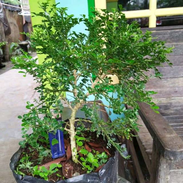Bibit Bonsai Kemuning Micro