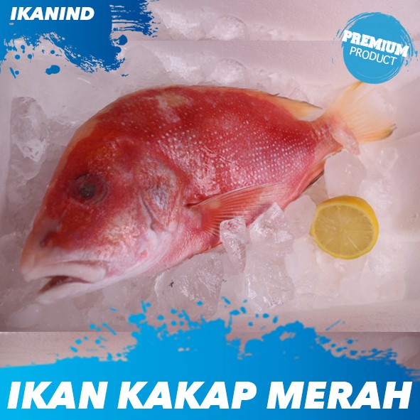 Ikan Kakap Merah Premium Segar Size Kecil, Sedang,Besar 1 ekor / Pack