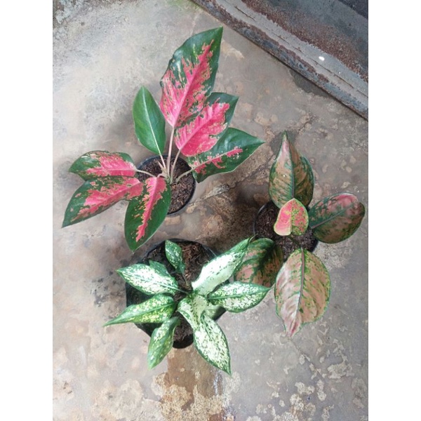 Paket Murah Aglaonema Kochin,Heng",snowhite