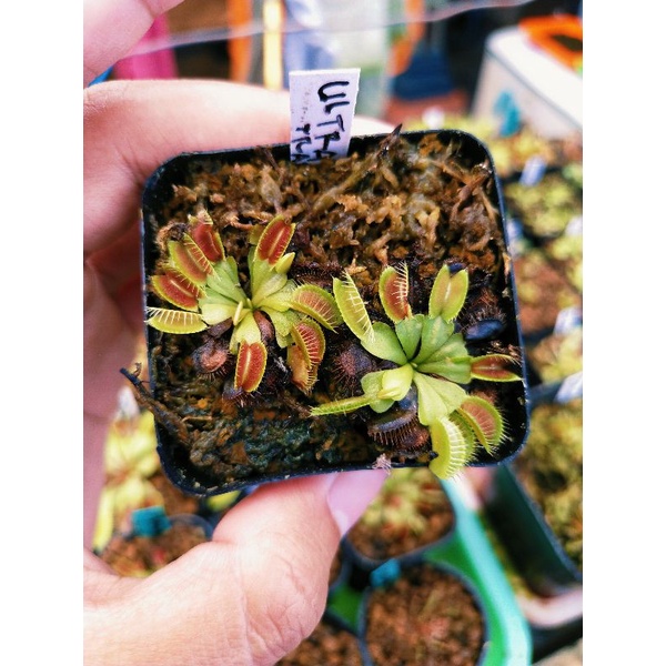 VFT Ultra Big Trap Size Medium