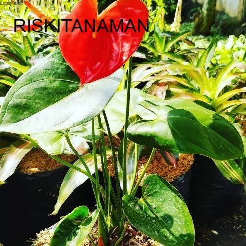 tanaman hias anthurium Mickey mouse daun besar