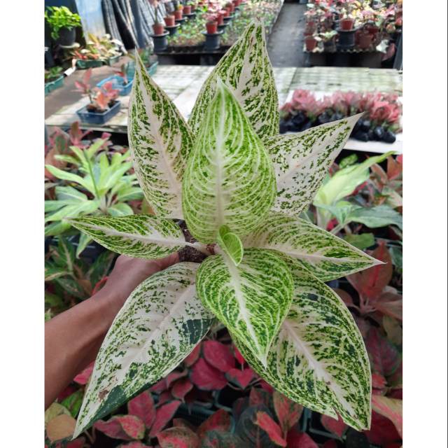 Aglaonema Legacy White
