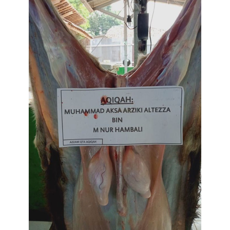 

Kambing Aqiqah paket, free ongkir