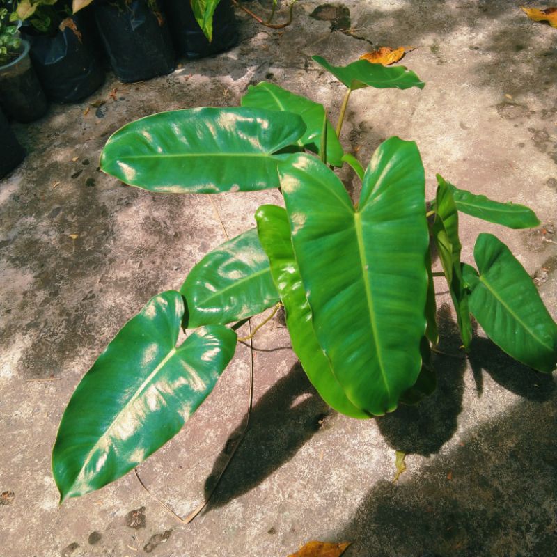 Philodendron burle marx