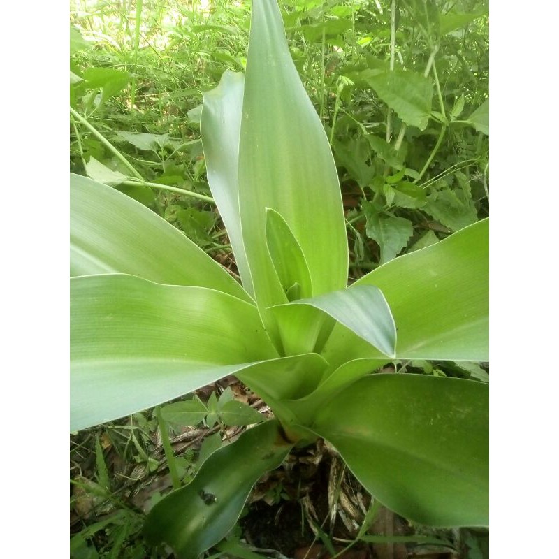 

bunga