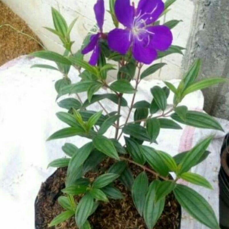 Tanaman Bunga Senggani - Pohon Senggani Kembang Ungu Tua