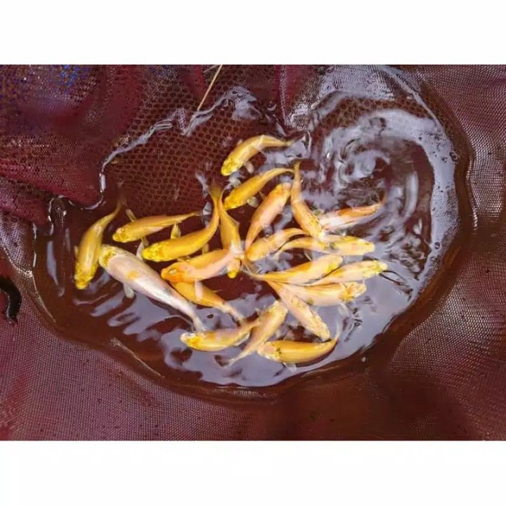 BIBIT IKAN KOI SLAYER OGON/EMAS ORANGE SZ 578 CM