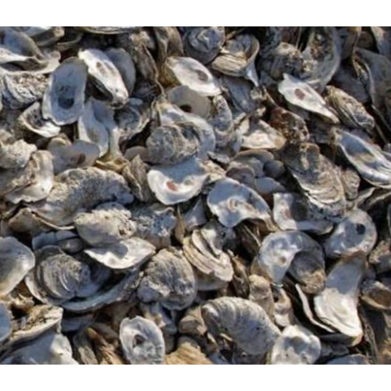 kulit kerang oyster kiloan