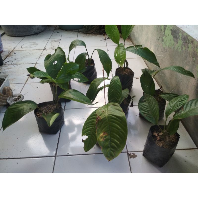 raphidophora foraminifera