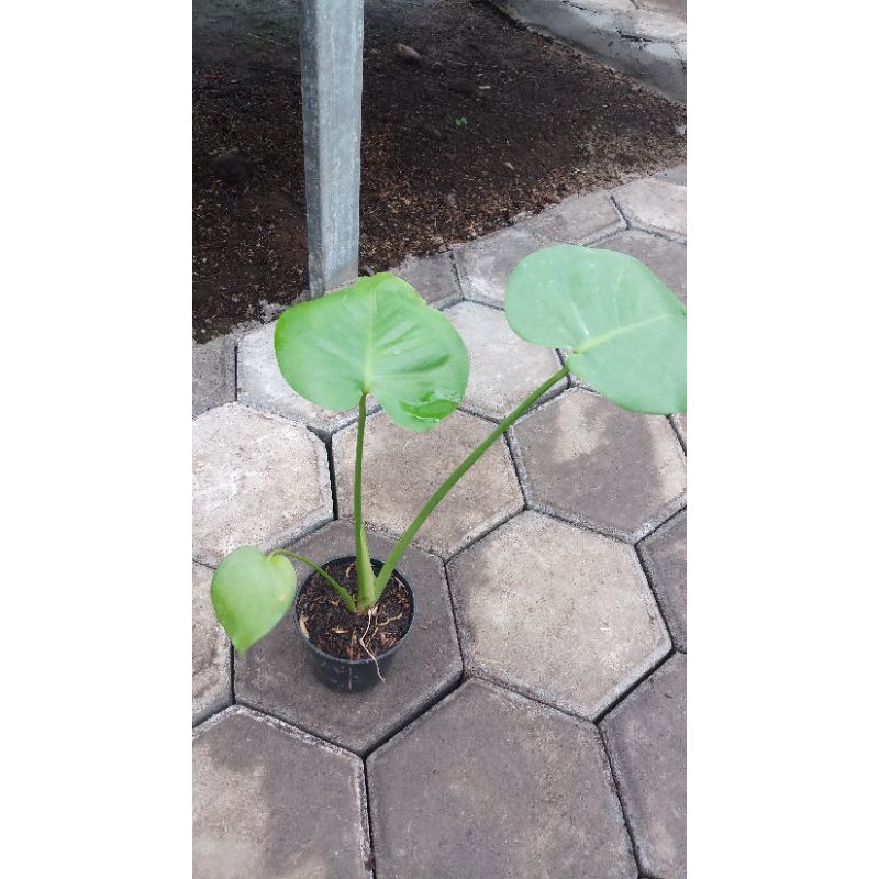 Monstera King - Baby Monstera King - Tanaman Hias