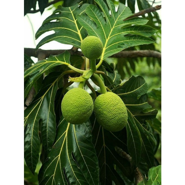 

Daun Sukun