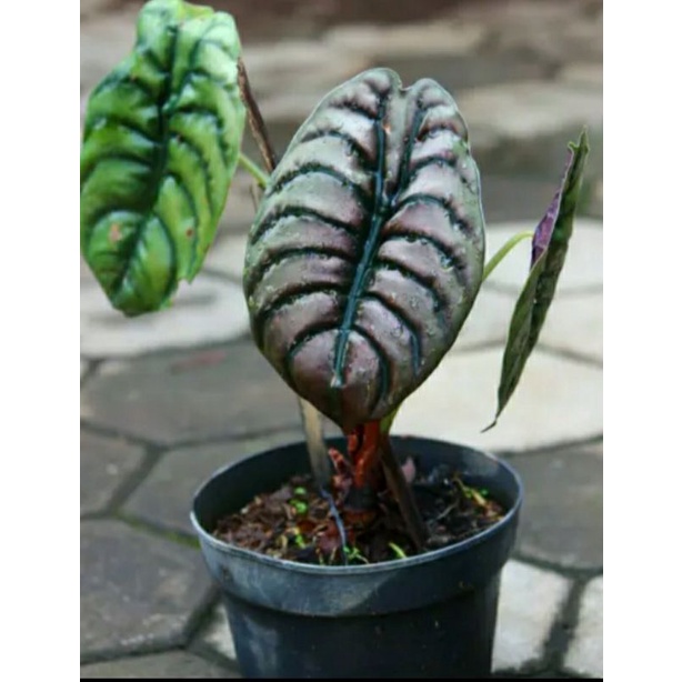 tanaman keladi tengkorak hitam / alocasia cuprea hitam
