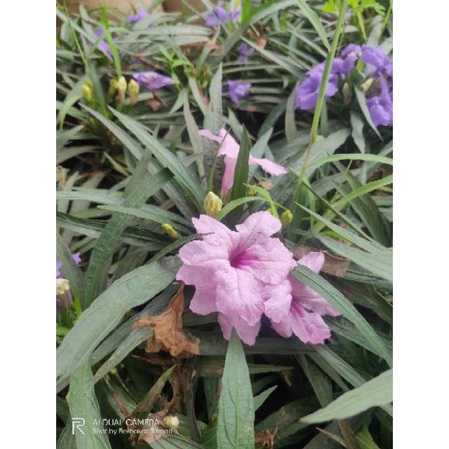 Tanaman Bunga Ruellia | Ruellia Mini | Tanaman Hias Bunga Ruellia