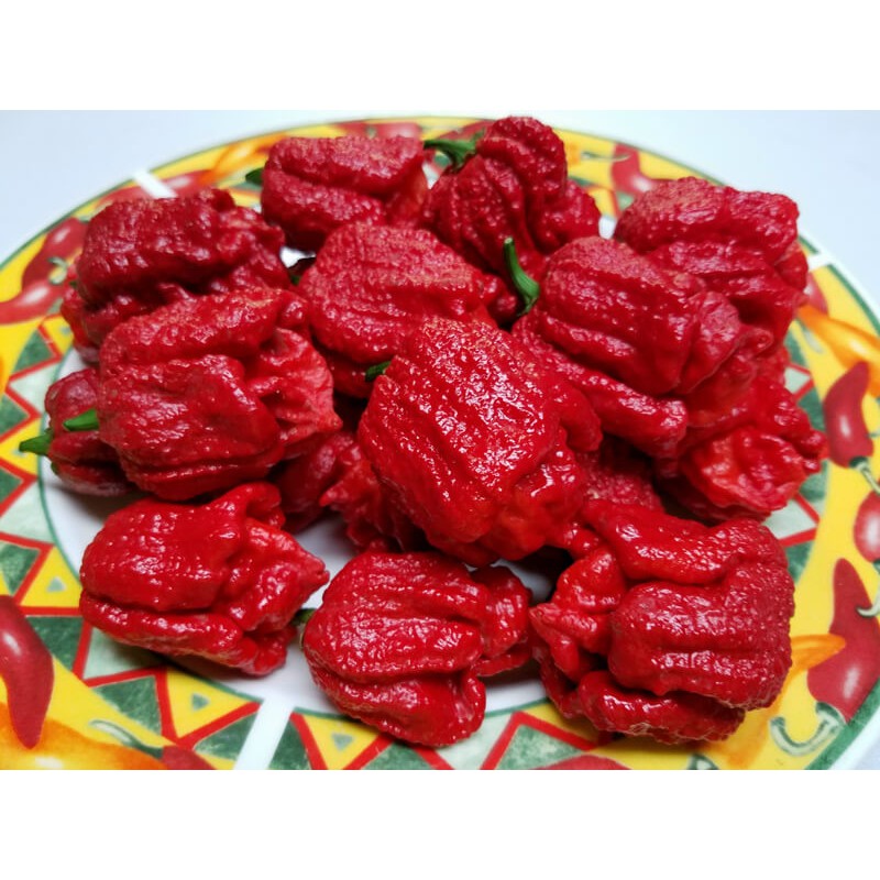 Benih Bibit Biji - Cabai Bhutlah Scorpion (Reaper Killer) Cabe Pedas Extreme Pepper Seeds