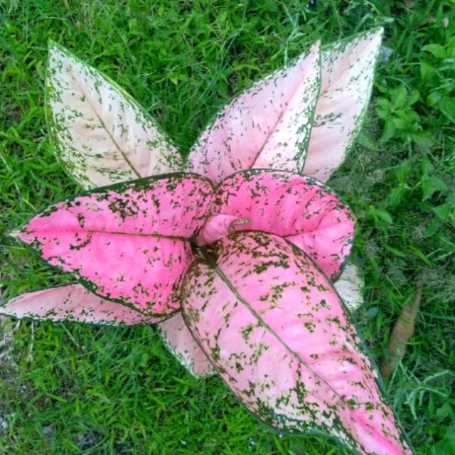 Aglaonema Ruby super pink dewasa