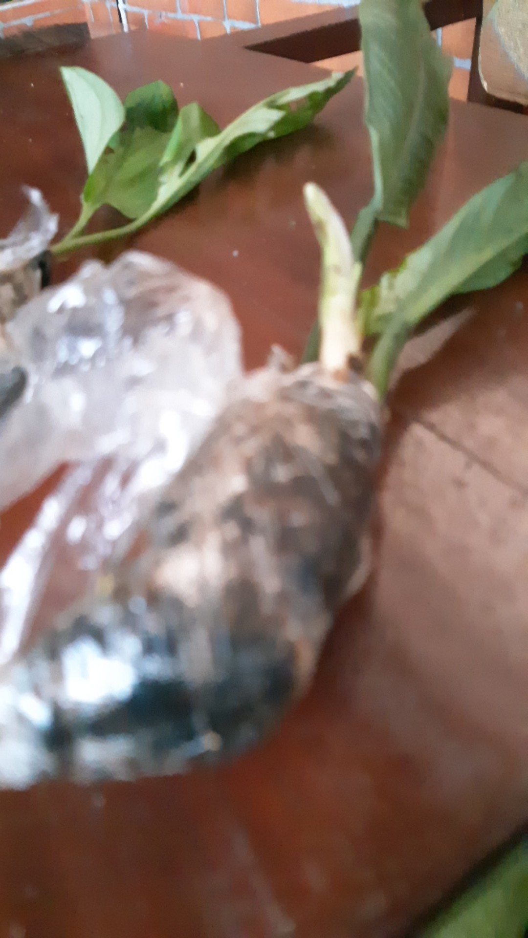 Tanaman Hias Monstera Janda Bolong