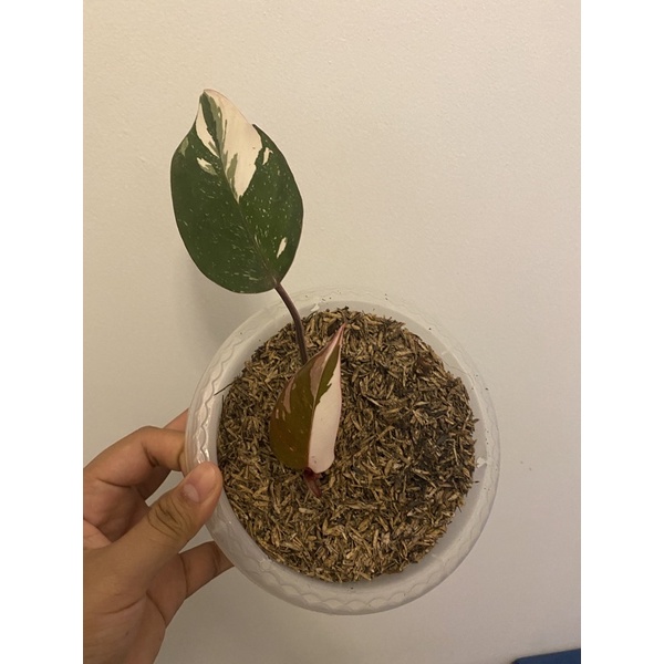 philodendron anderson varigata