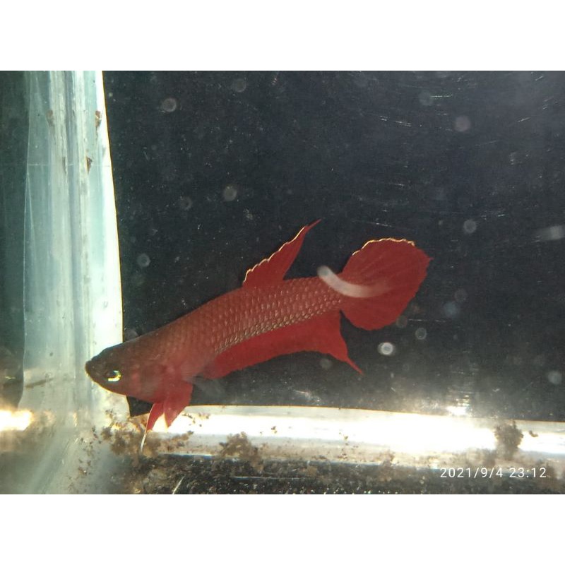 wild betta api api
