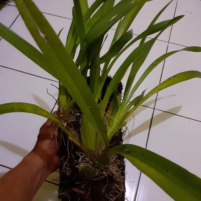 Anggrek Oncidium Americana