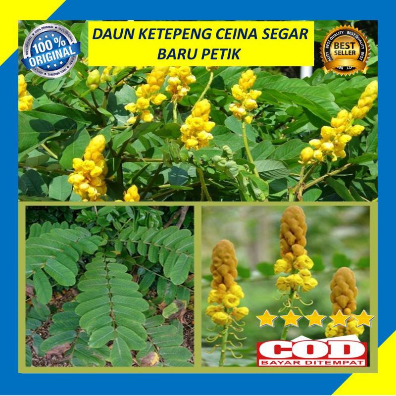 

herbal daun ketepeng cina atau kimanila segar fresh langsung petik 1kg murah