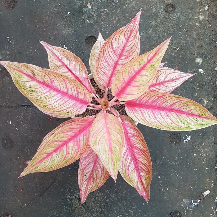 Bibit Bonggolan Aglonema Red Legacy Super Spesial...