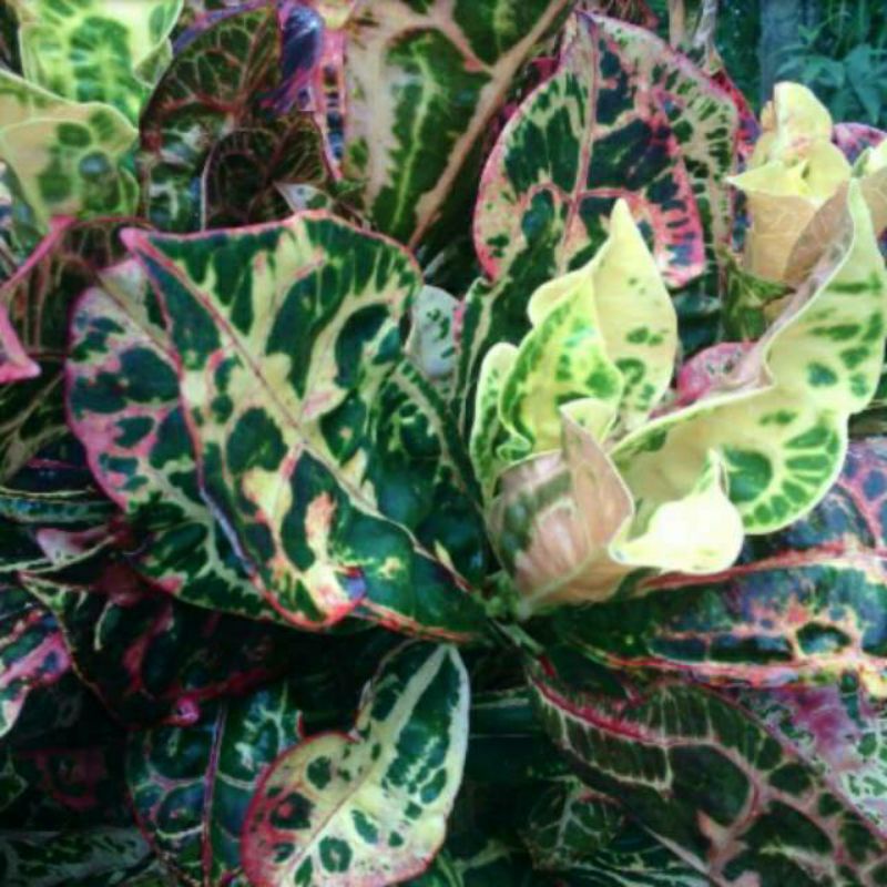 Tanaman hias - puring kura - tanaman puring kura