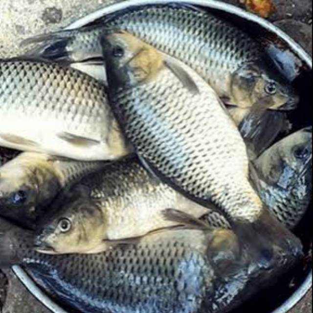 

Ikan mas segar bandung 1 kg