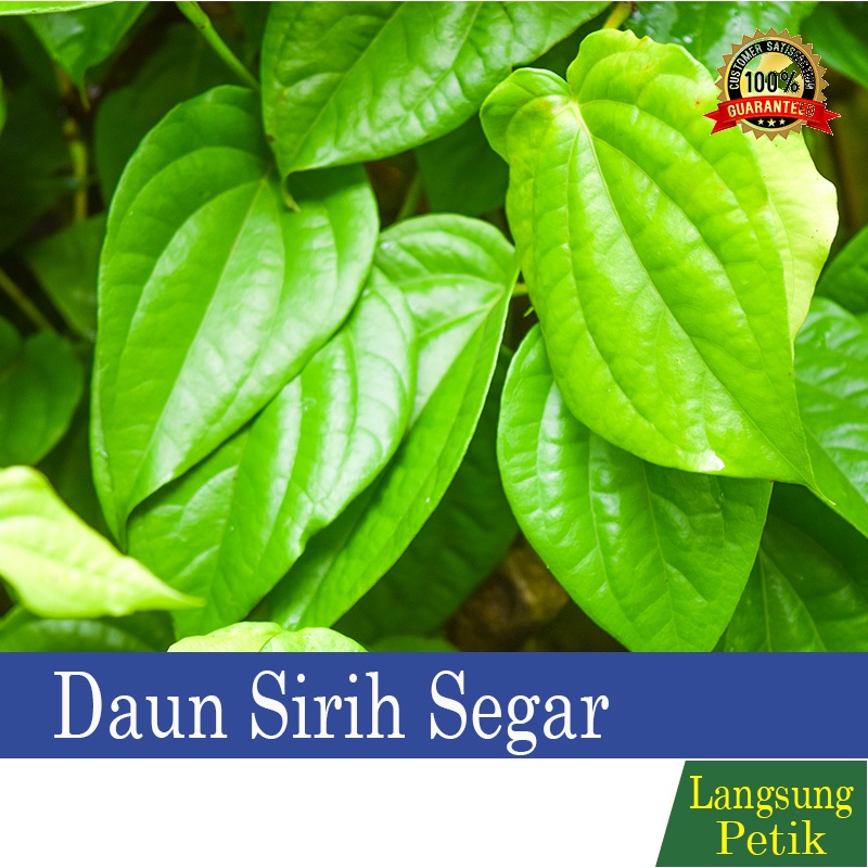 

Daun Sirih | Daun Sirih Segar | Daun Sirih Hijau Segar | Daun Sirih Segar- Sirih Hijau Fresh / Sirih 100% Organik Langsung Di Petik Saat Ada Pemensanan Masuk