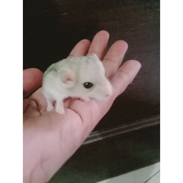 Perawatan Hamster / Gerbil fat tail