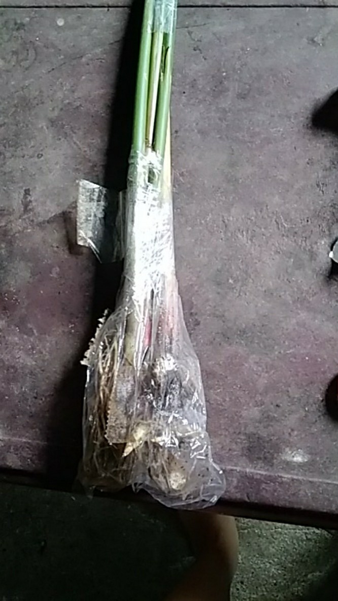 Bibit Kapulaga India