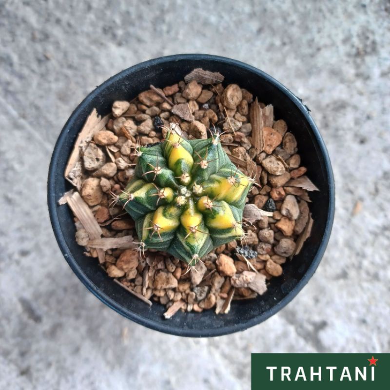 Harga gymno variegata Terbaru Agt 2025 | BigGo Indonesia
