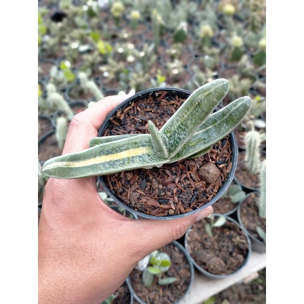 GASTERIA MARMORATA VARIGATA