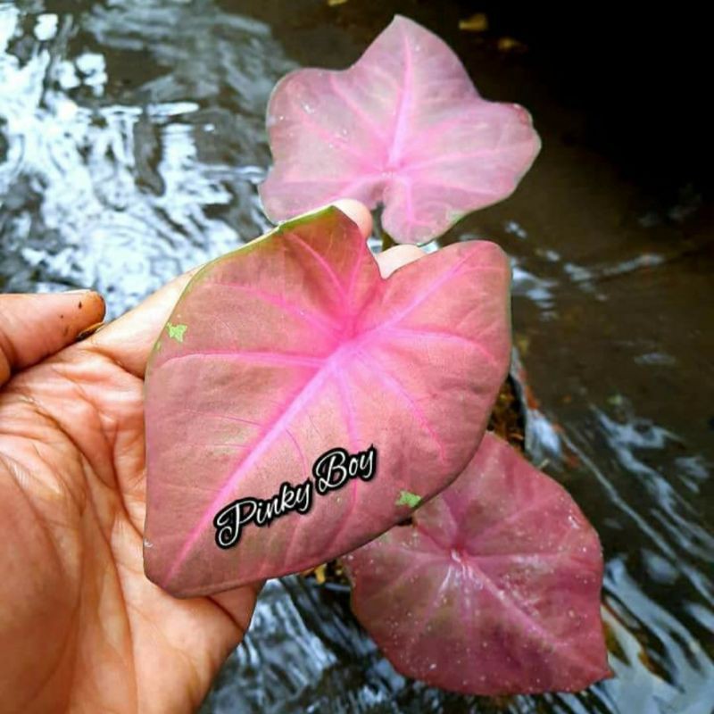 Caladium / Keladi Bibit Pingky Boys Import _ Tanaman Hias Bunga Thailand
