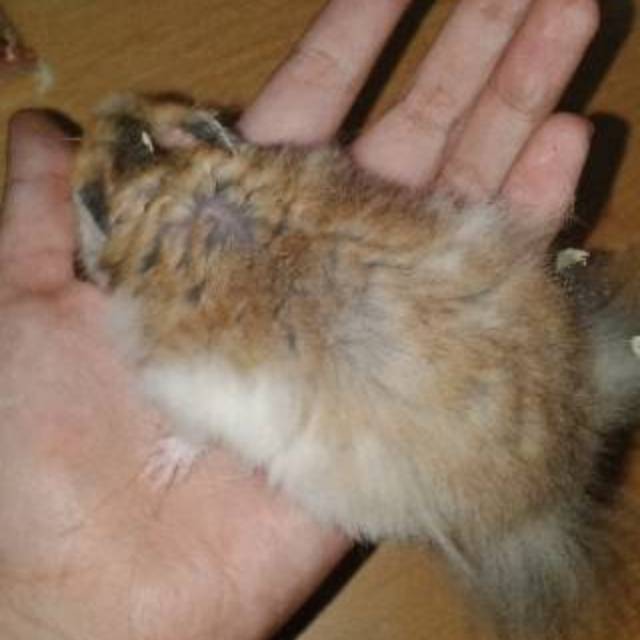 Hamster Syrian Sirian Long Hair variant