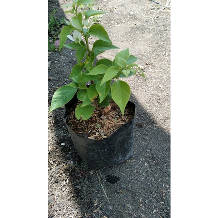 bougenville ekor musang putih