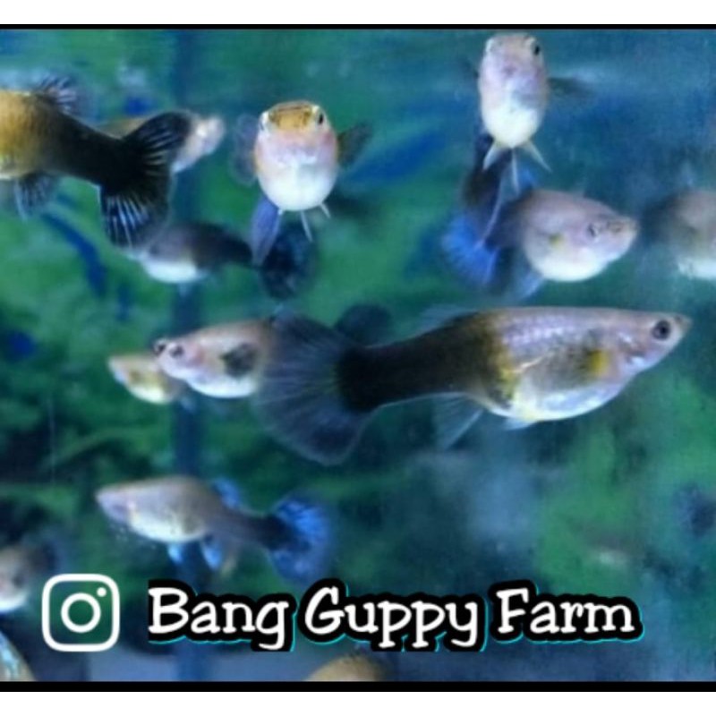 ikan Guppy blue diamond