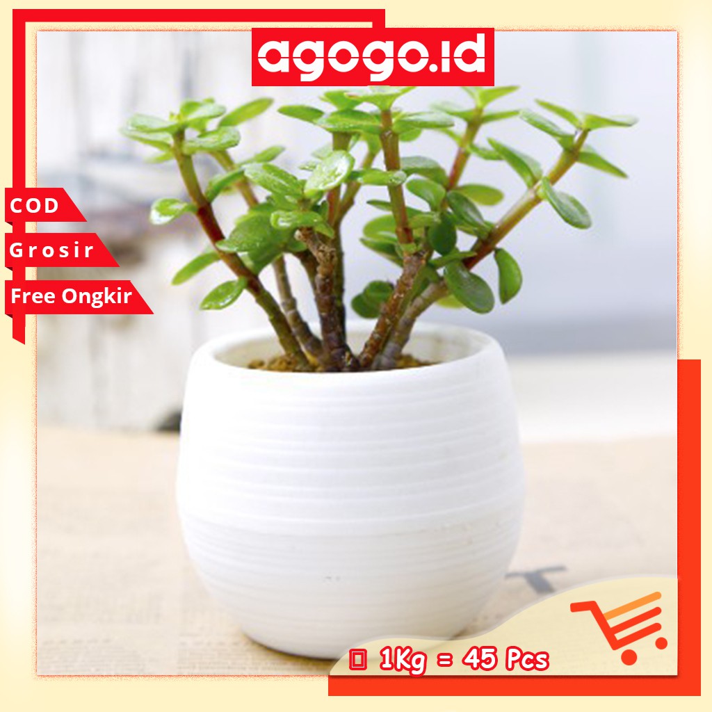 AGG-215 Pot Bunga Mini Bahan Plastik Warna-Warni Untuk Dekorasi Rumah / Kantor / Pot Bunga murah