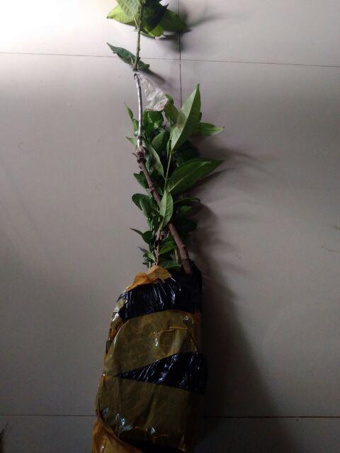 Bibit Buah Mangga Chokanan