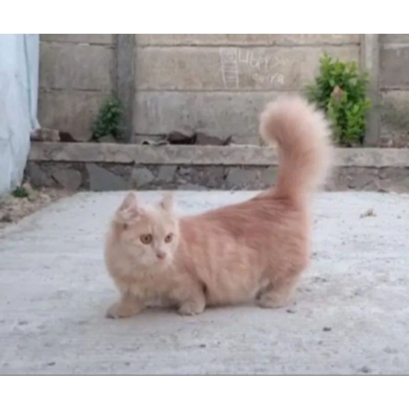 KUCING KITTEN MUNCHKIN KINKALOW || KUCING CEBOL ATAU KUCING KAKI PENDEK